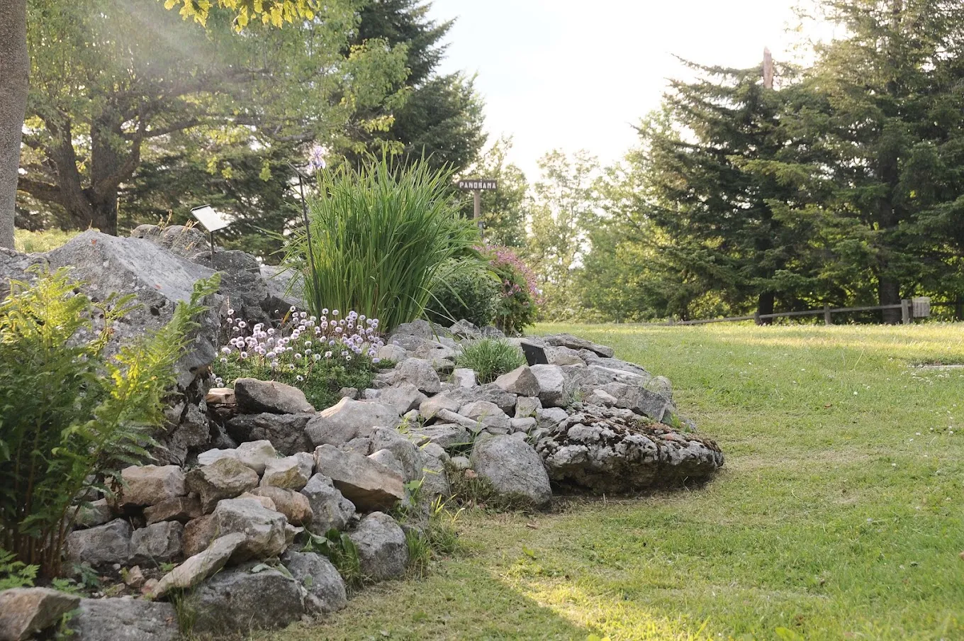 Il giardino roccioso con piante di alta quota fiorite