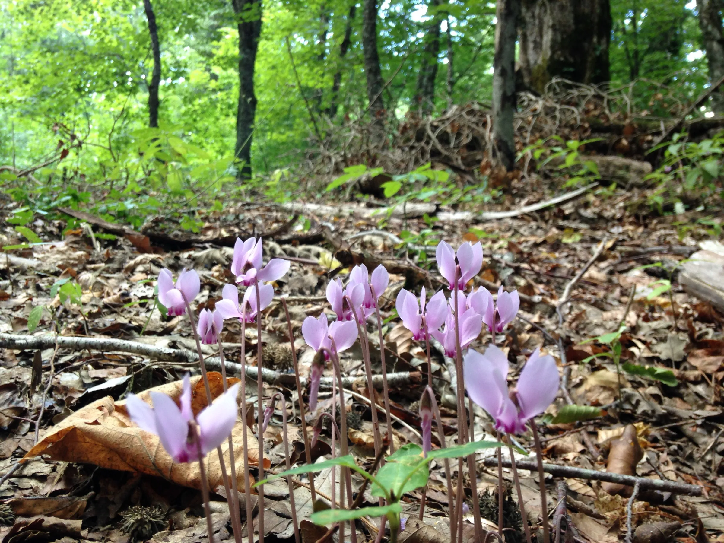 Ciclamini fioriti nel sottobosco della faggeta di Montedimezzo