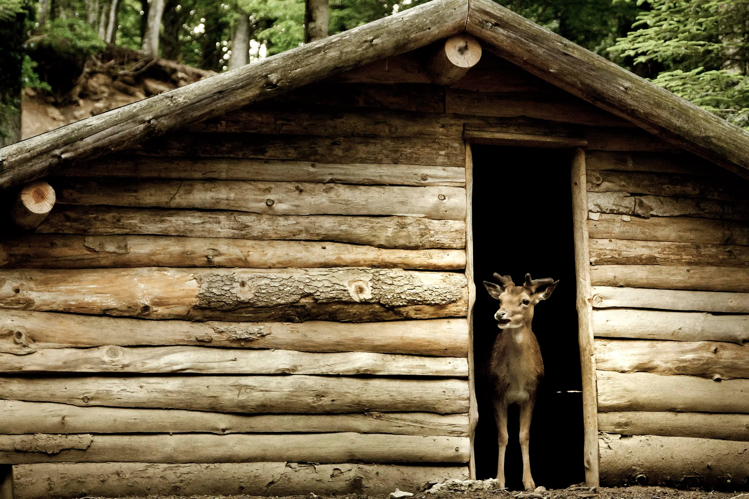 Un cervo affacciato alla porta di un rifugio in legno nella Riserva